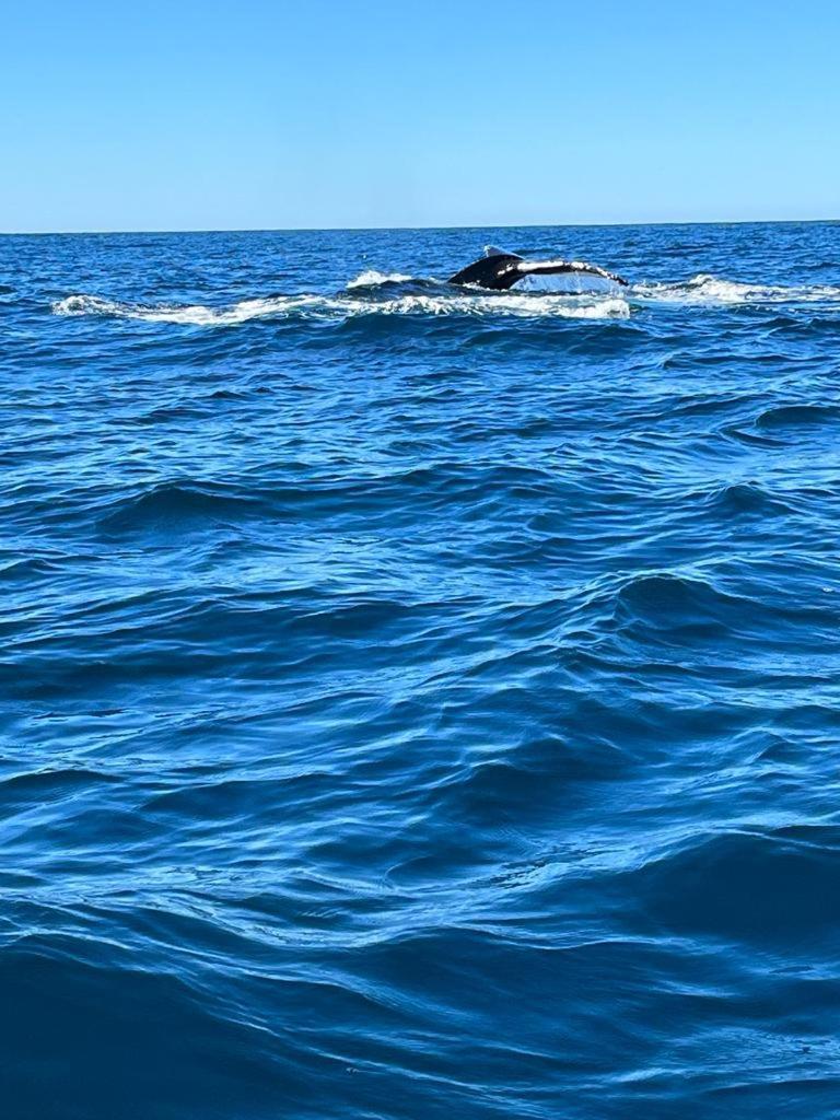 Hotel- Whale Tours And Sport Fishing Vista Mag-Bay Puerto San Carlos Eksteriør billede