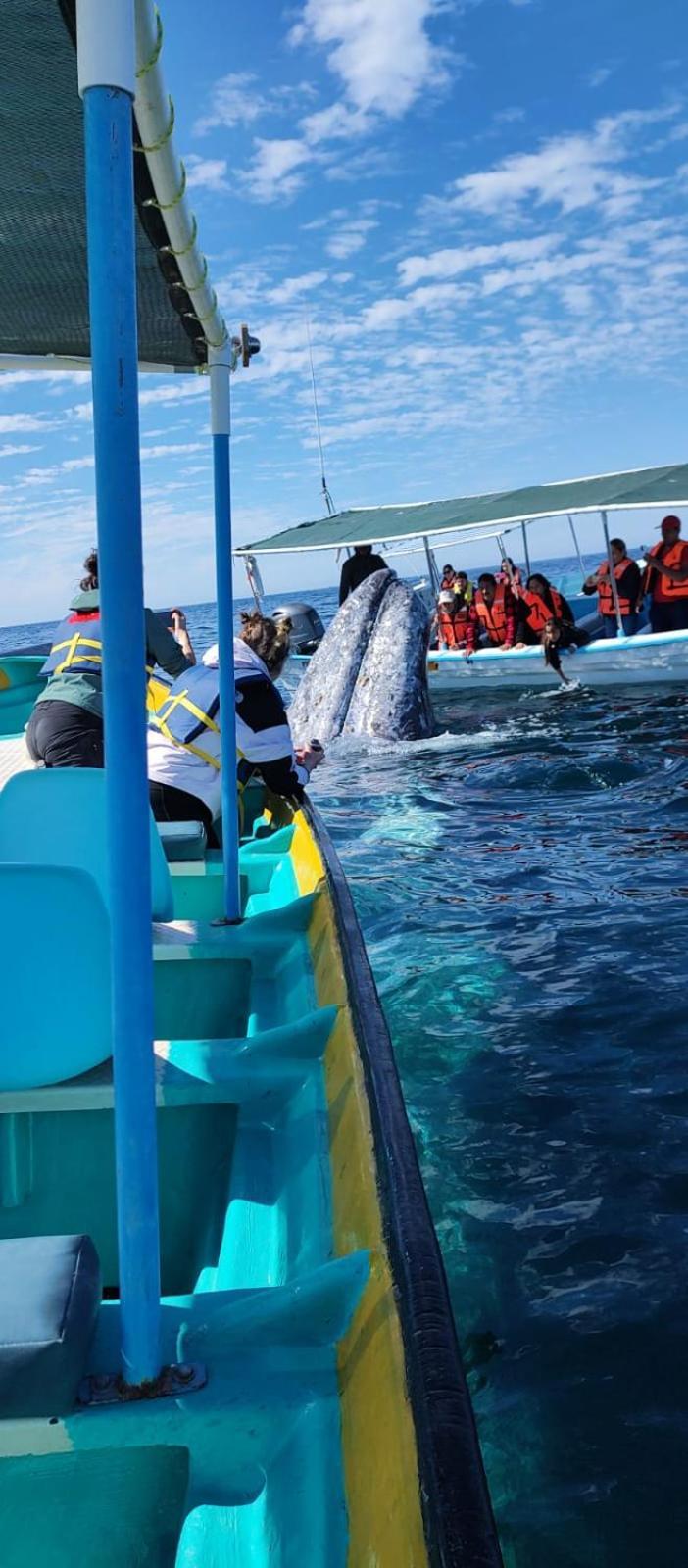 Hotel- Whale Tours And Sport Fishing Vista Mag-Bay Puerto San Carlos Eksteriør billede